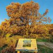 Roble Acarradero o Romanejo, árbol singular, con 500 años de edad el quejigo más grande de Extremadura.