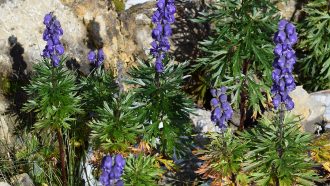 Acónito (Aconitum napellus)