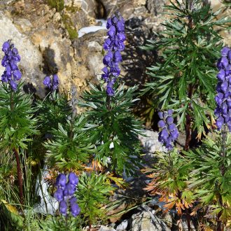 Acónito (Aconitum napellus)