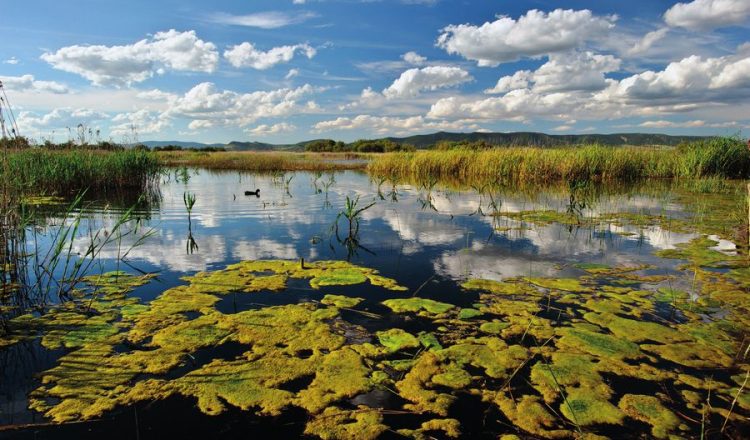 En los Ojos del Guadiana el agua aflora formando un rosario de lagunas que componen las Tablas de Daimiel  (ANTONIO REAL HURTADO)