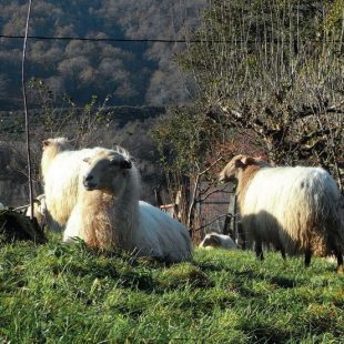 Ovejas larxas al pie del Camino Natural de Plazaola  (DIONI SERRANO)