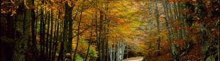 Bosques de Nieva de Cameros