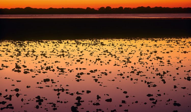 Marismas del Guadalquivir